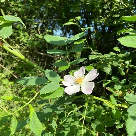 K 357 - Budget In Bei Luebeck Ratekau